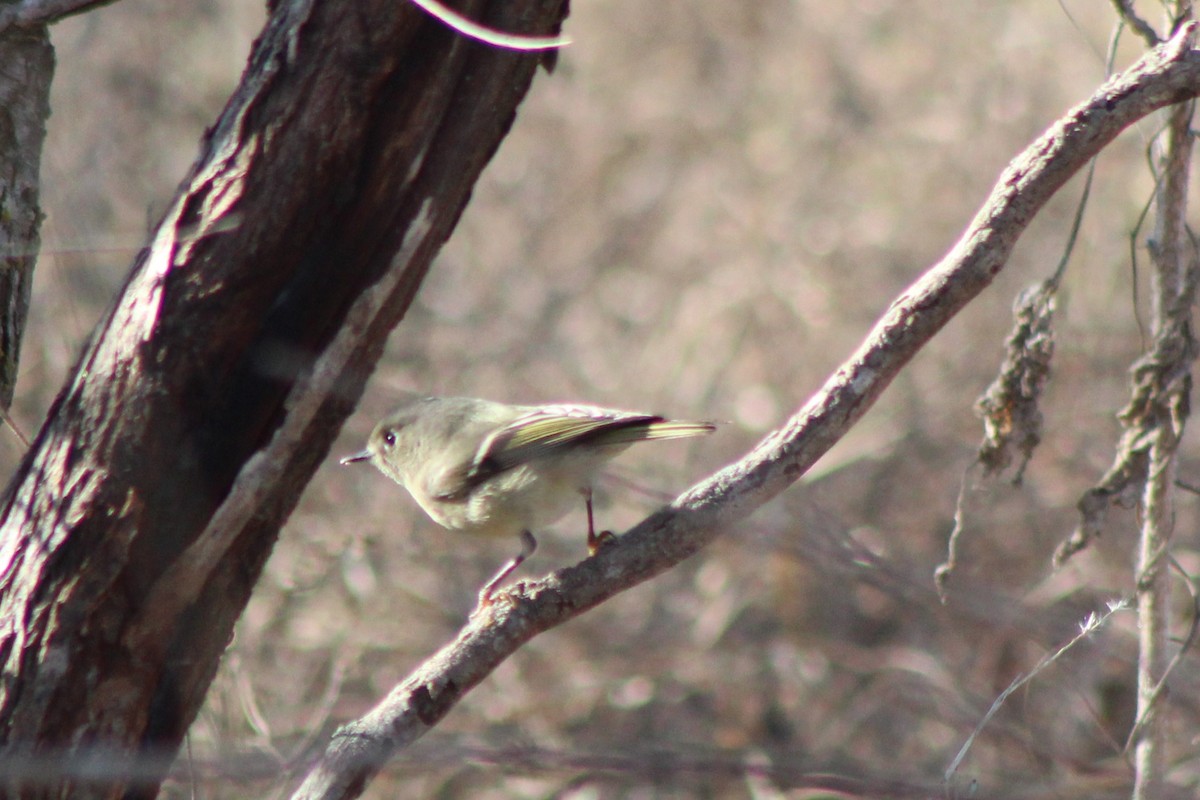 Roitelet à couronne rubis - ML647304220