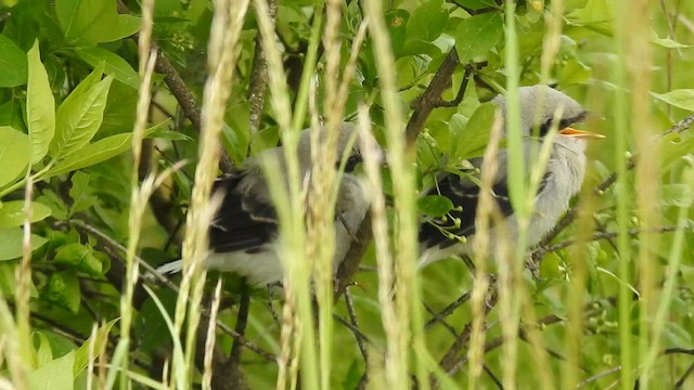 Great Gray Shrike - ML647304245