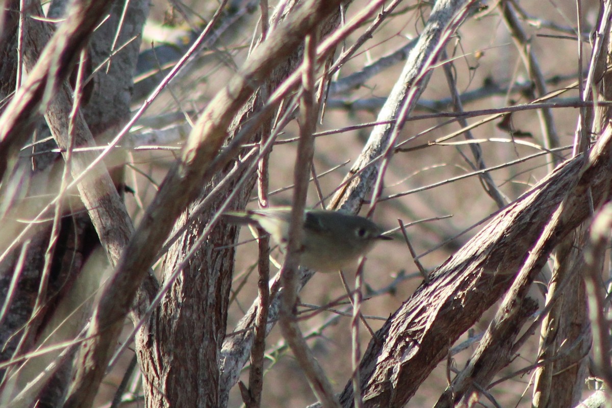 Roitelet à couronne rubis - ML647304246