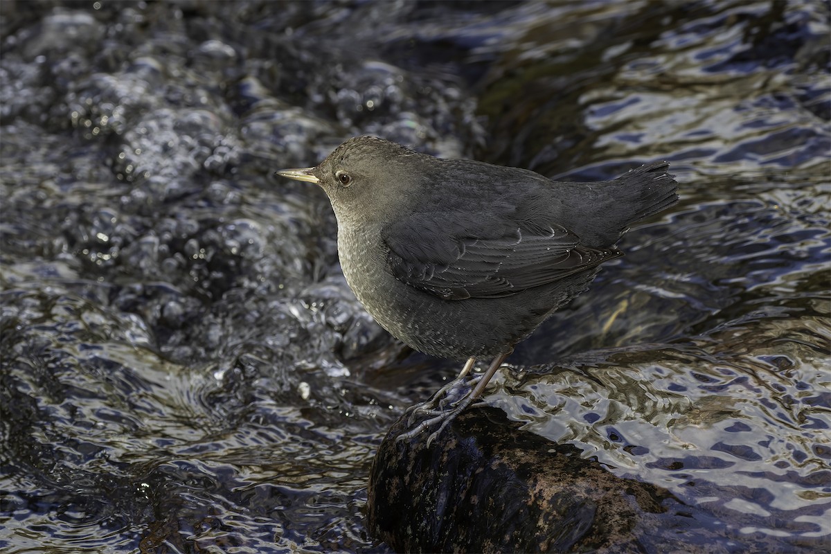 אמודאי אמריקני - ML647304248