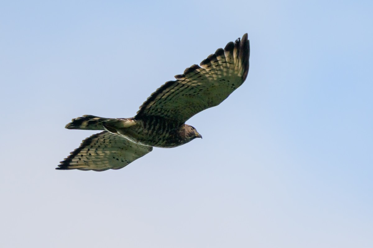 Канюк ширококрилий - ML647304249