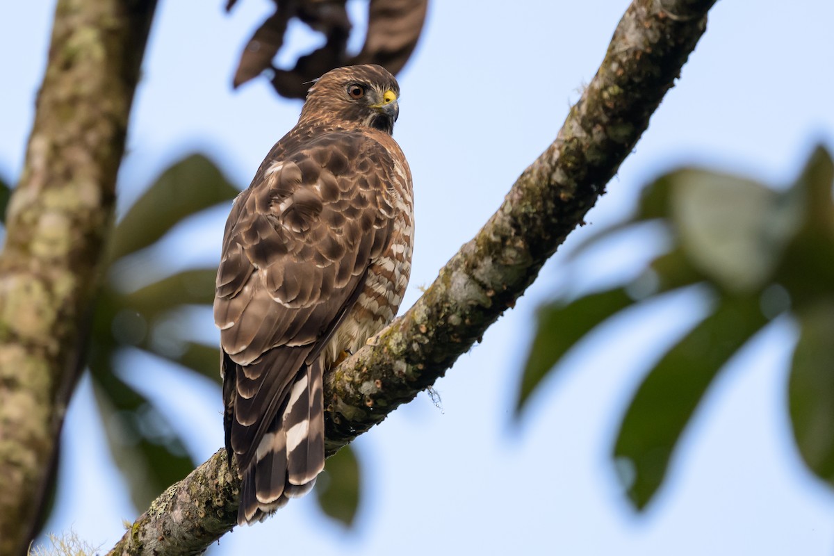 Канюк ширококрилий - ML647304250