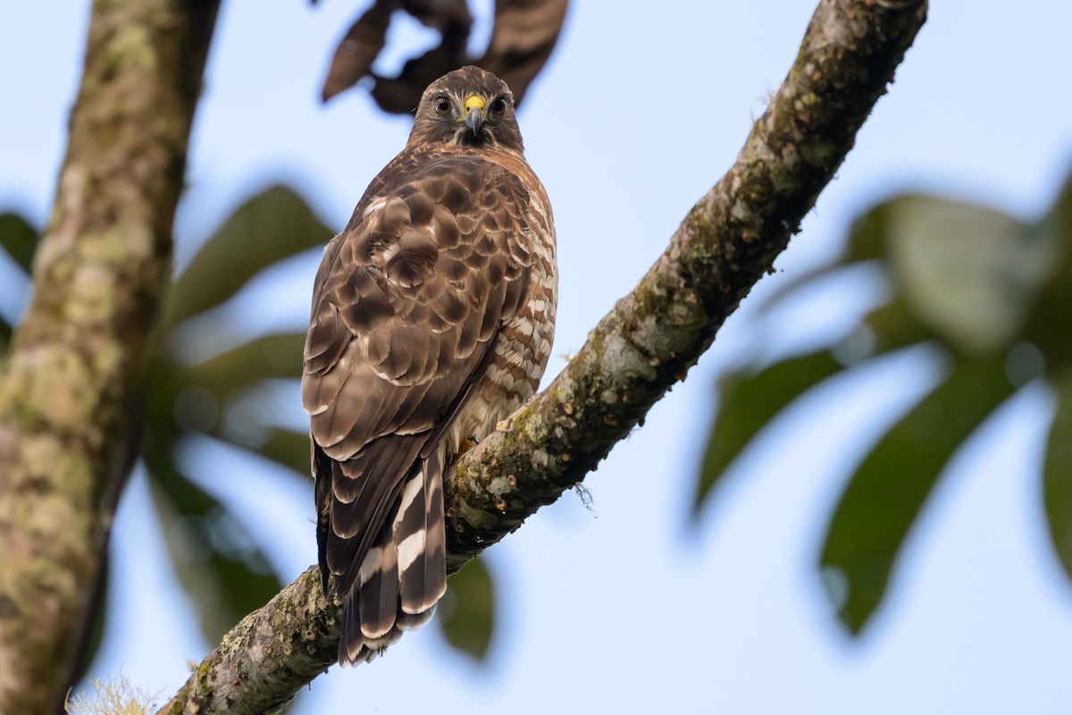 Канюк ширококрилий - ML647304251