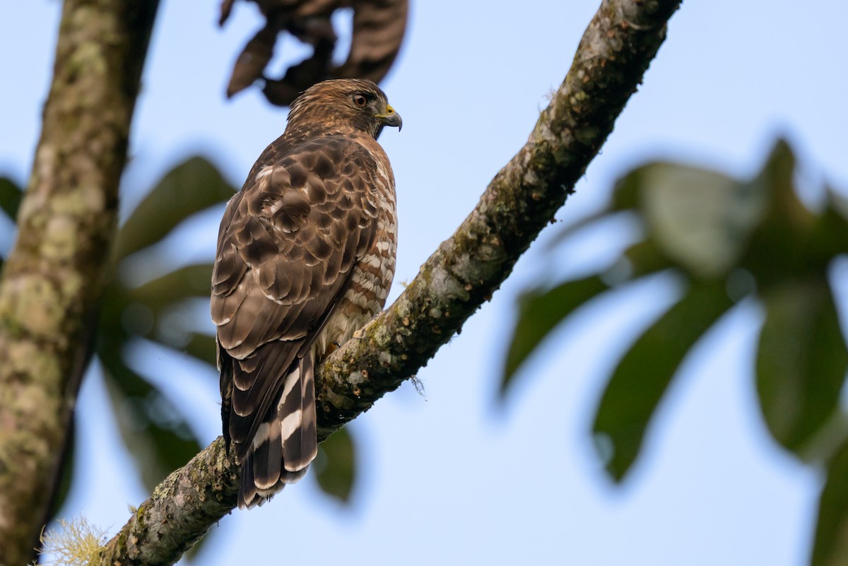 Канюк ширококрилий - ML647304252