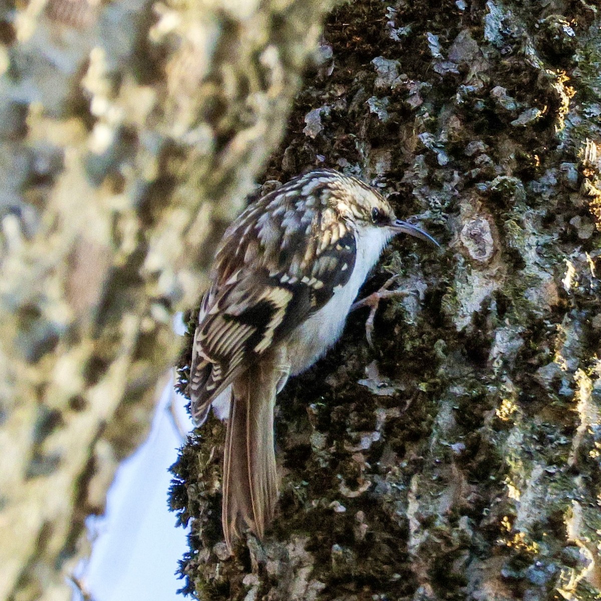 šoupálek americký - ML647304255