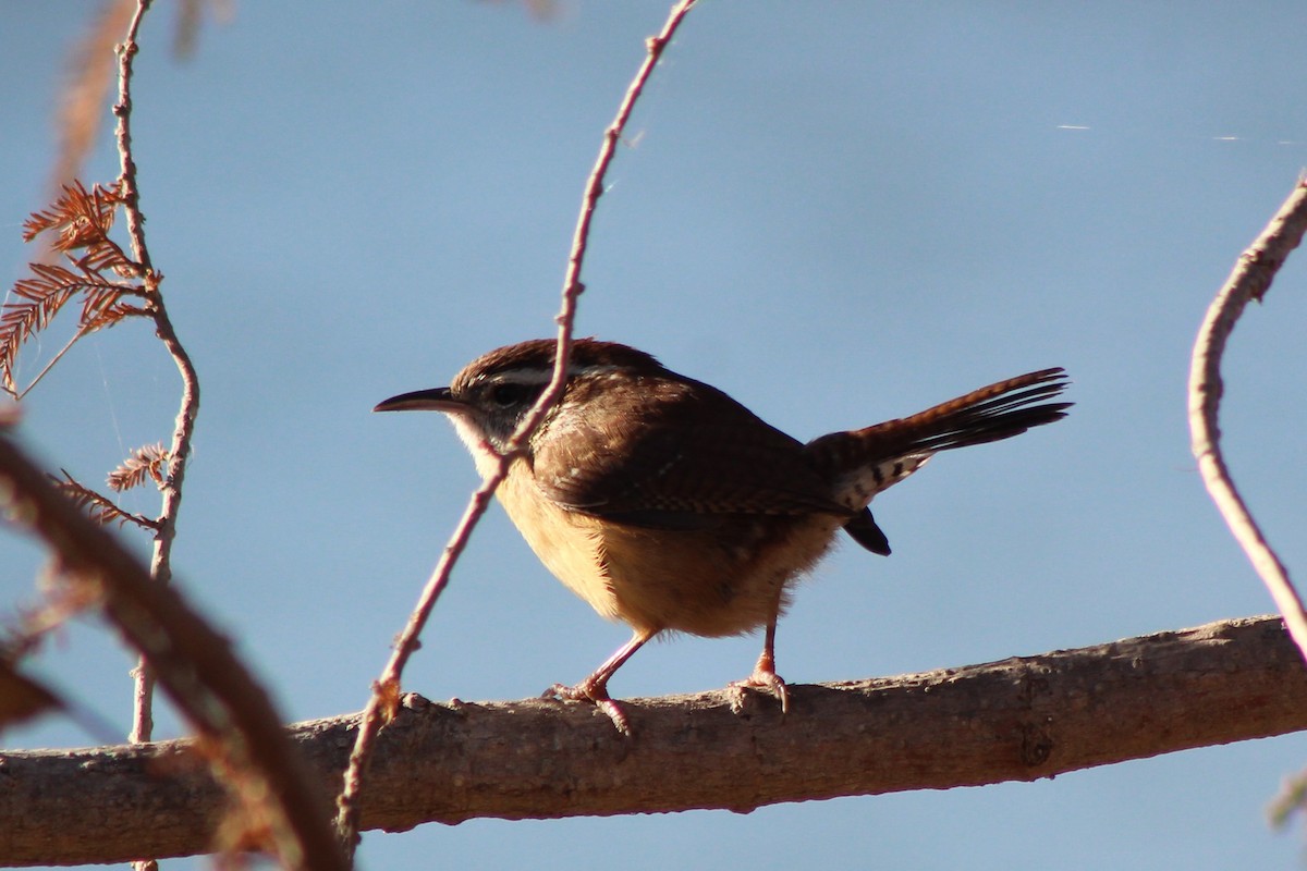 Troglodyte de Caroline - ML647304256