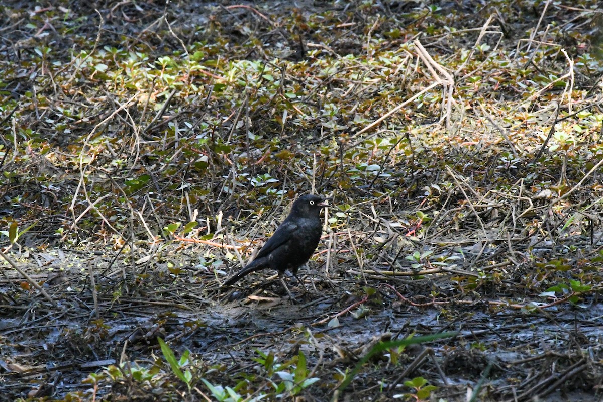 Rusty Blackbird - ML647304258