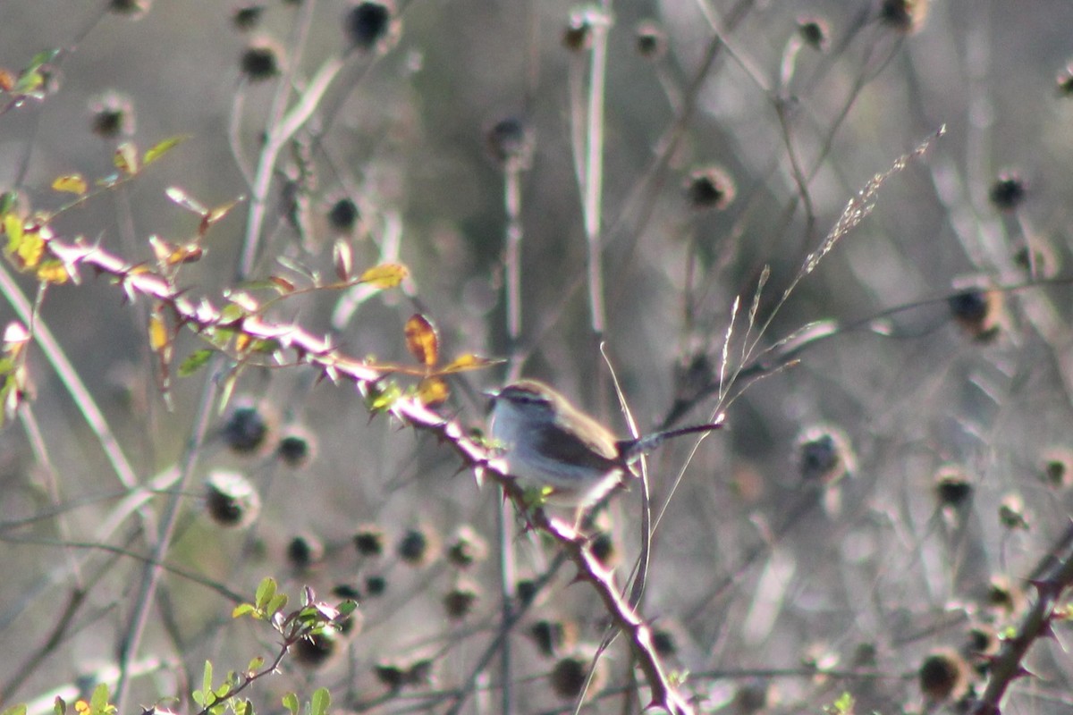 Troglodyte de Bewick - ML647304270