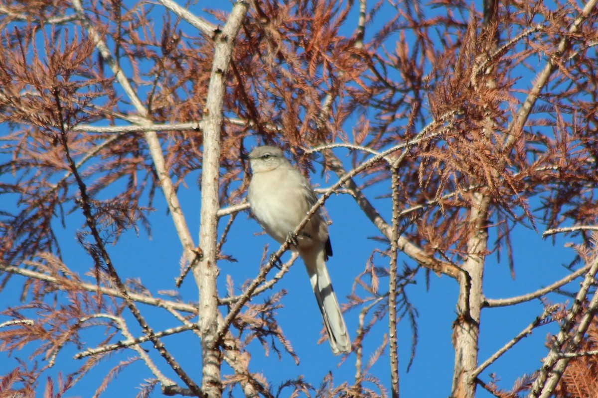 Moqueur polyglotte - ML647304278