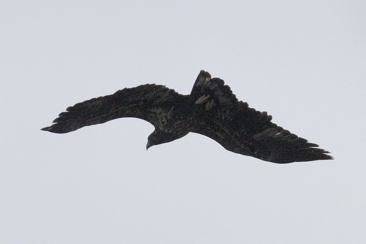 orel bělohlavý - ML647304281