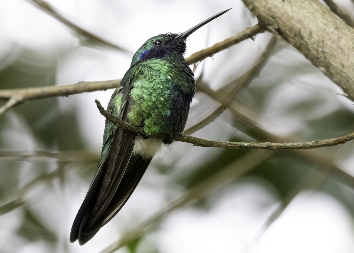 Колібрі синьочеревий - ML647304282