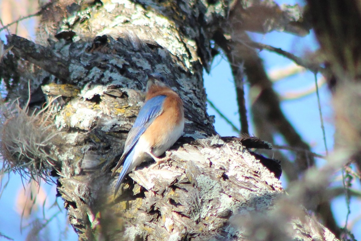 Merlebleu de l'Est - ML647304296