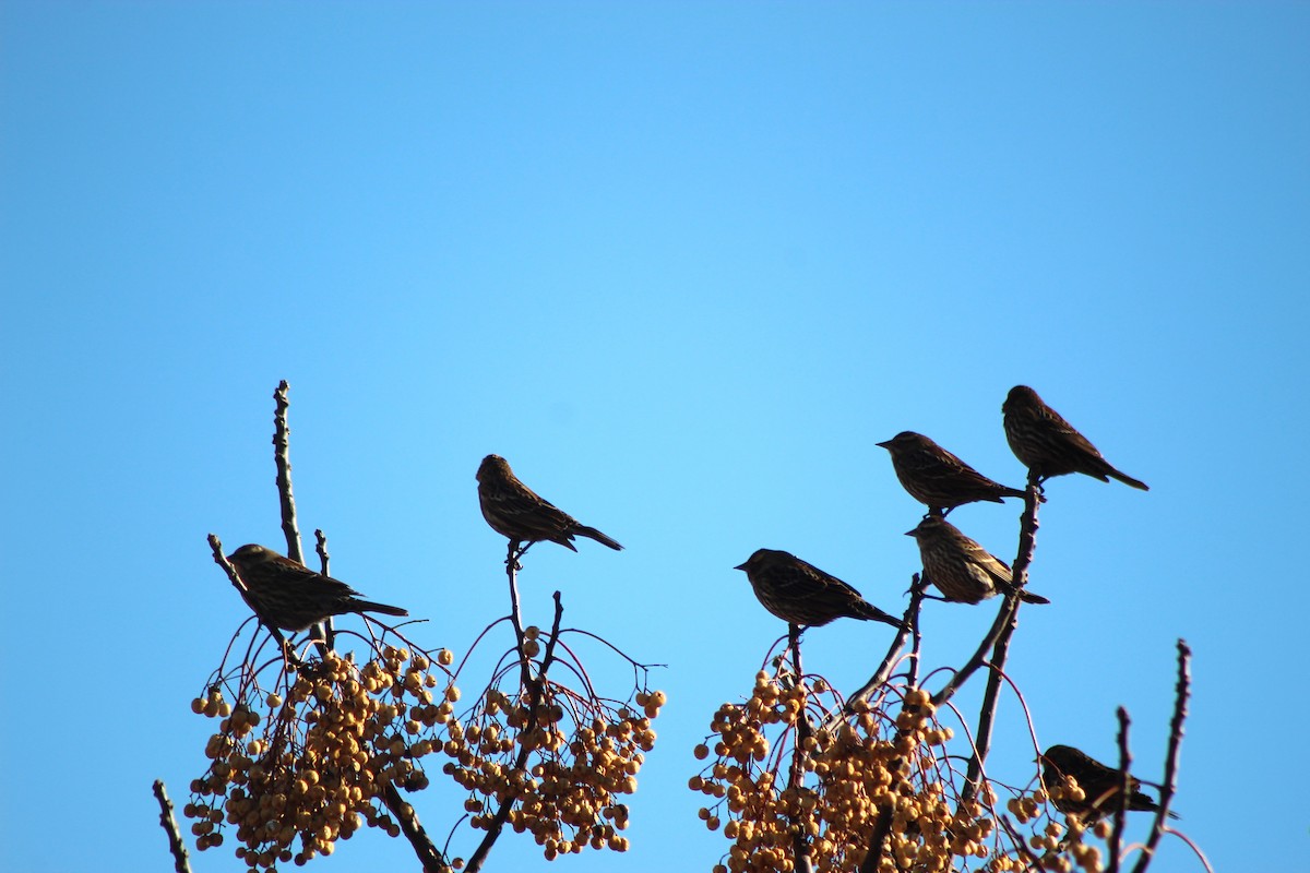 Carouge à épaulettes - ML647304307