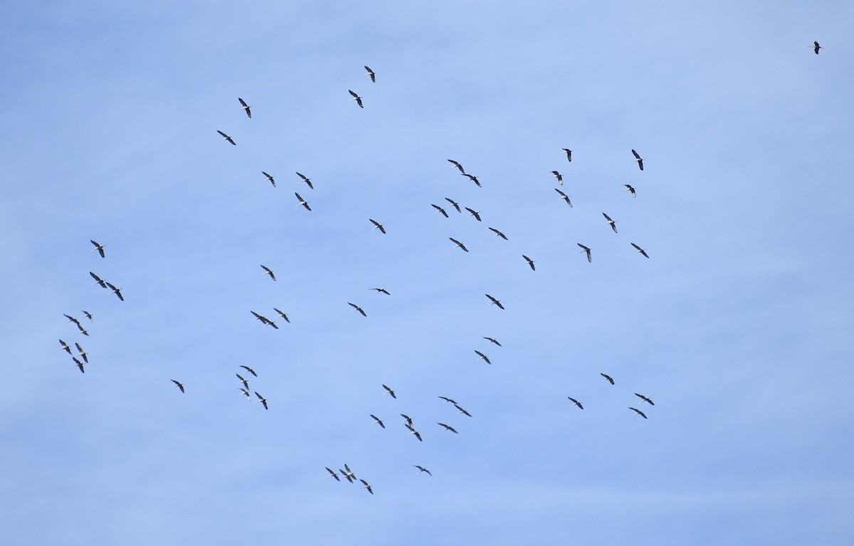 Kanadakranich - ML647304312