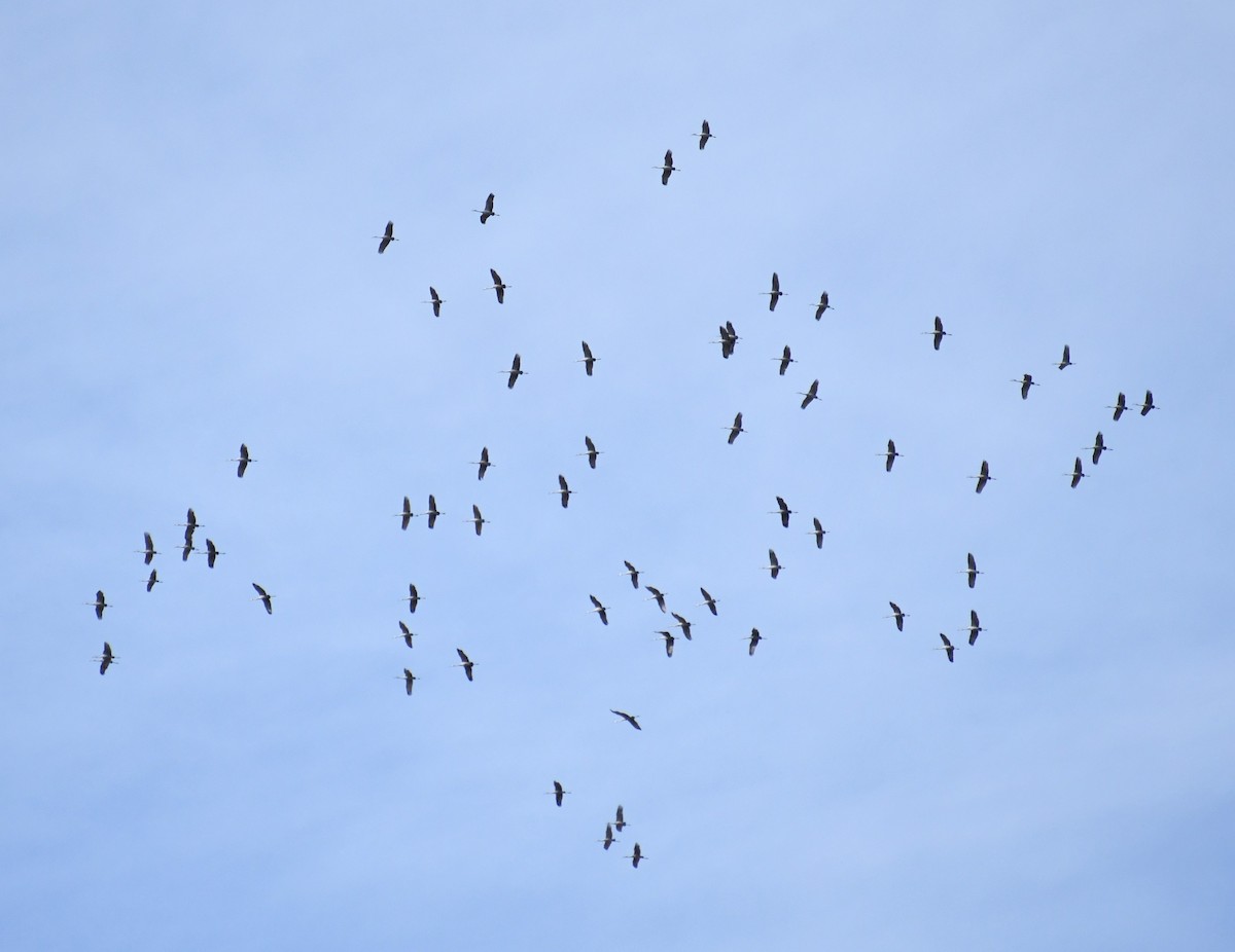 Kanadakranich - ML647304313