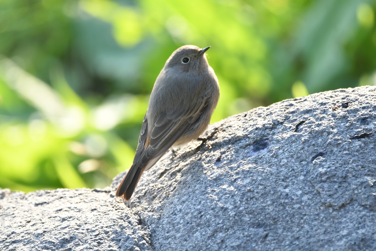 חכלילית סלעים - ML647304328