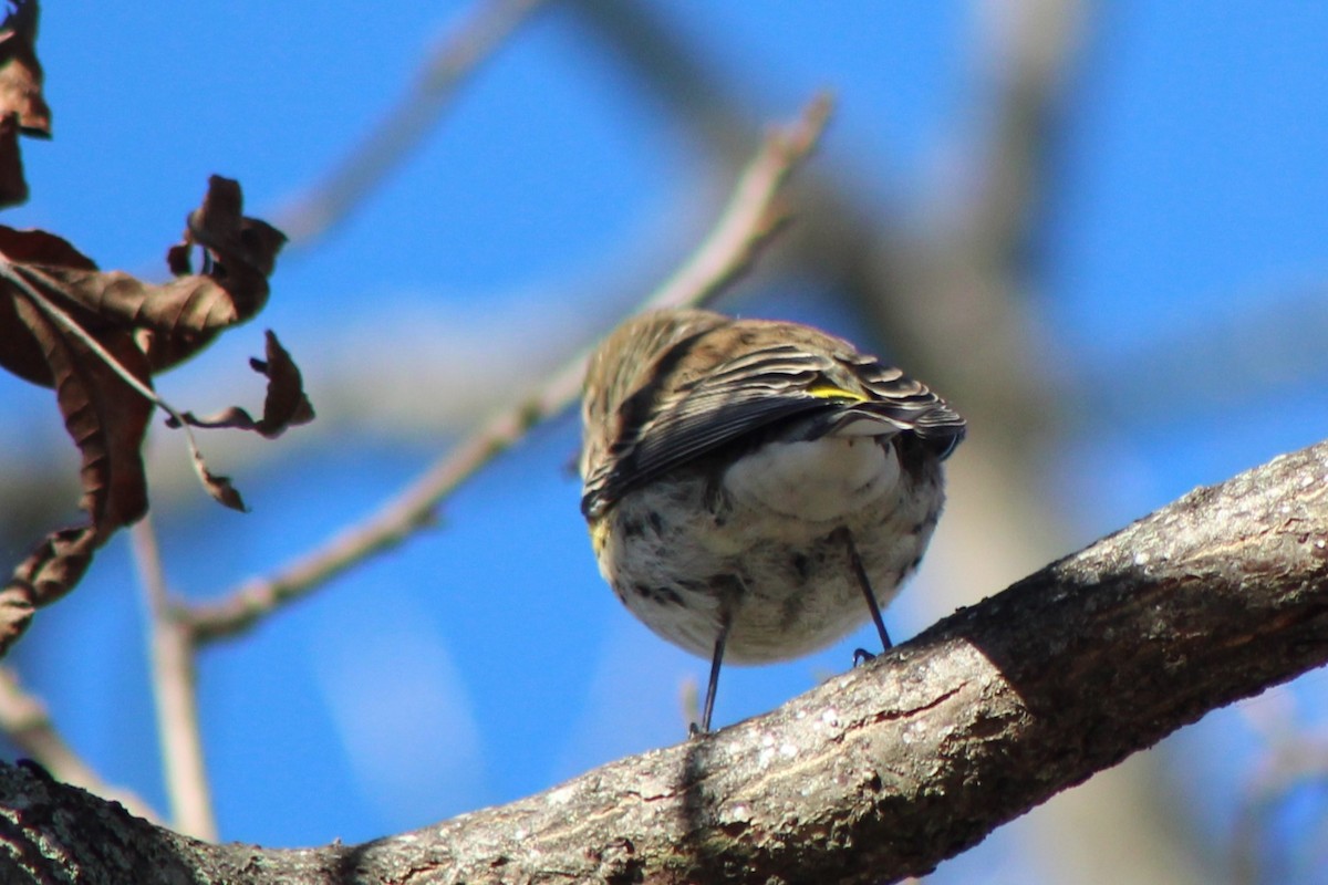 Paruline à croupion jaune - ML647304349
