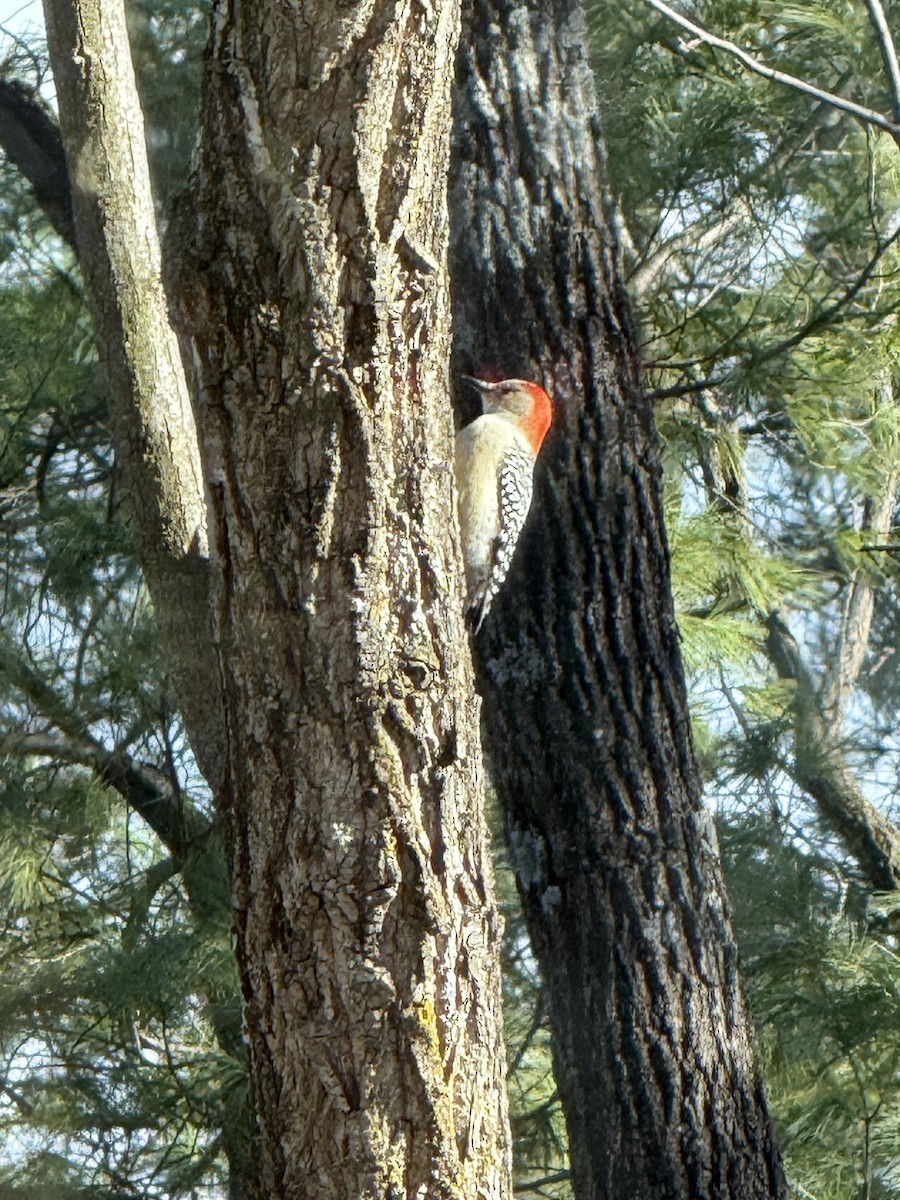 Red-bellied Woodpecker - ML647304363