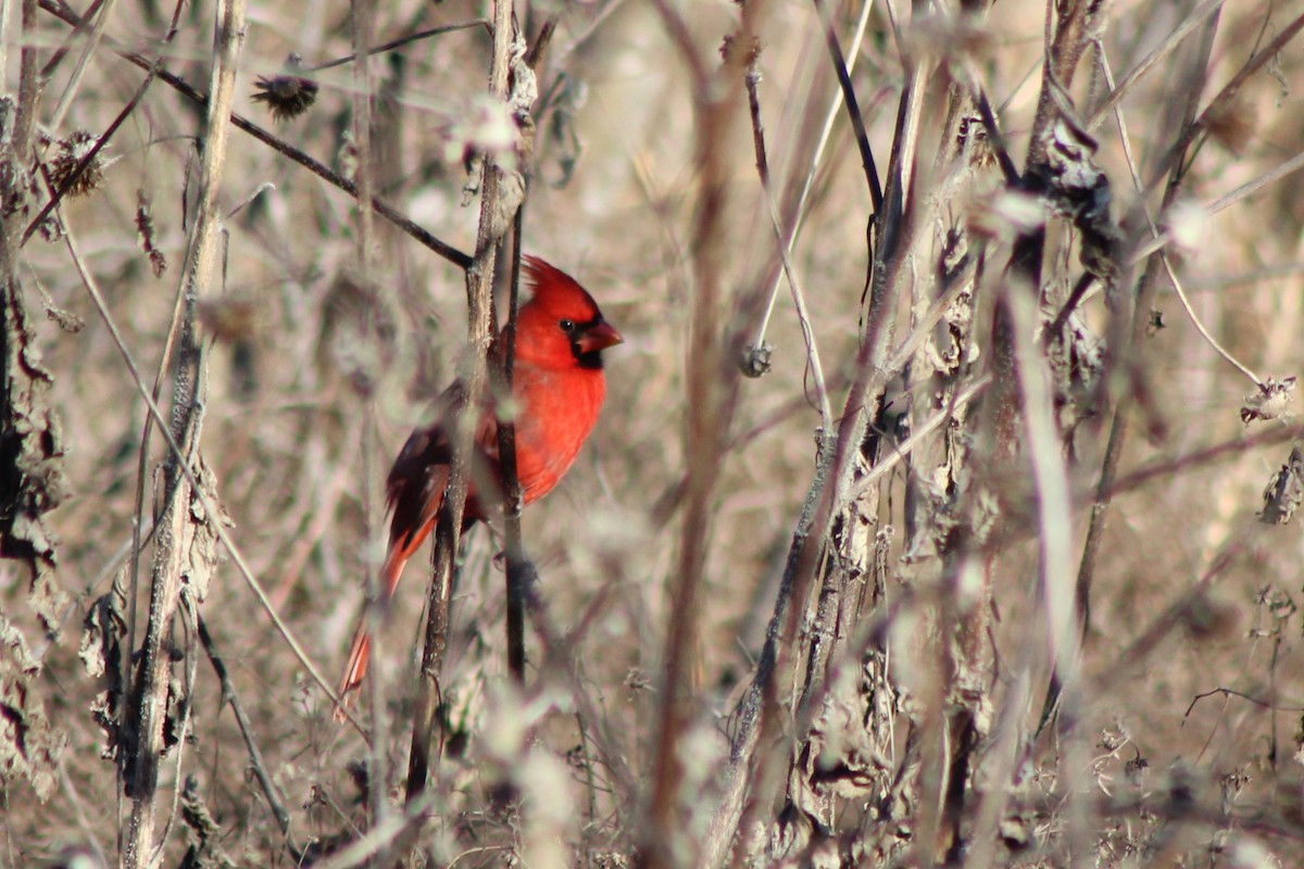Cardinal rouge - ML647304375