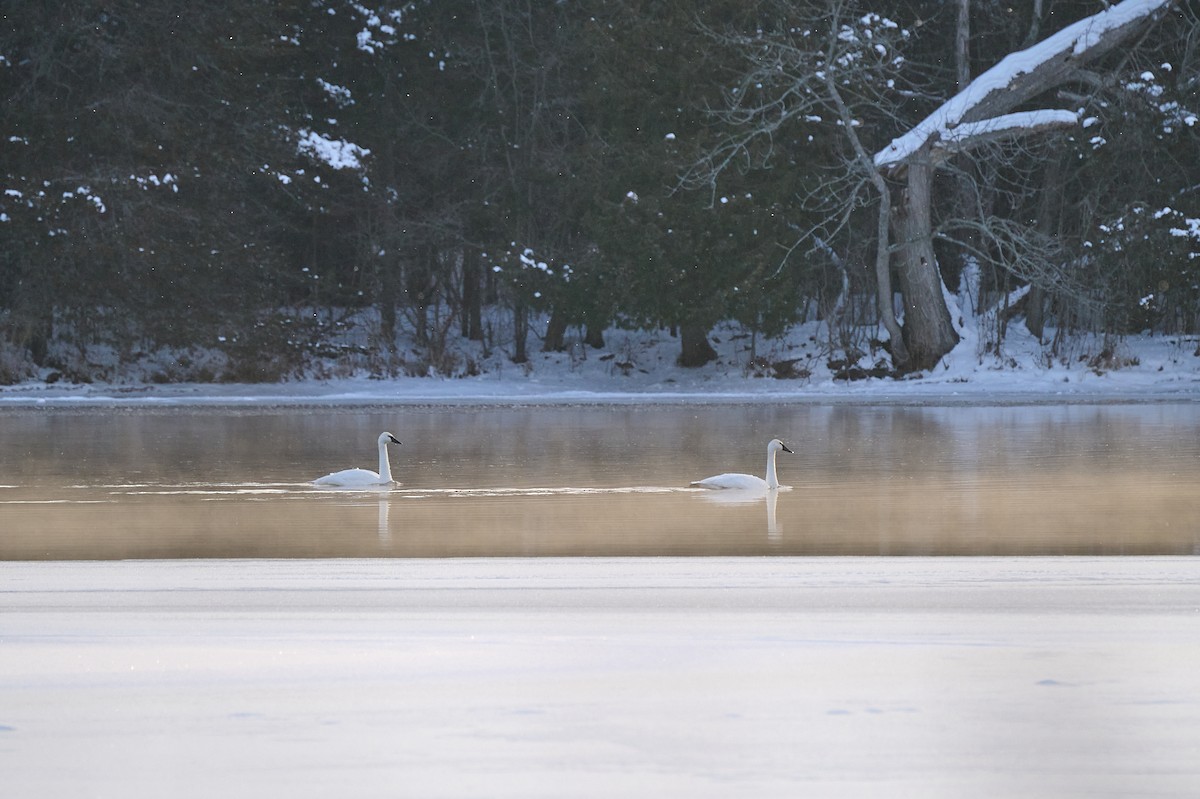 Trumpeter Swan - ML647304379