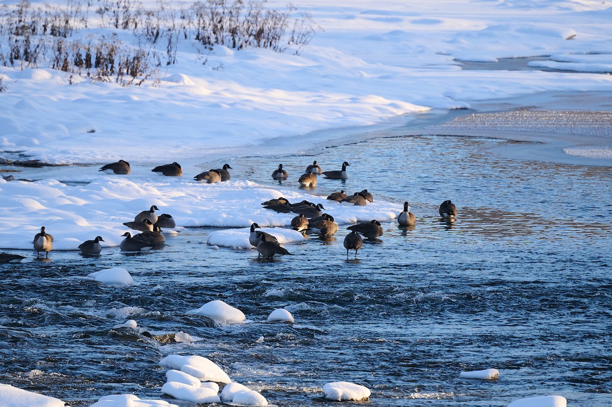 Canada Goose - ML647304380