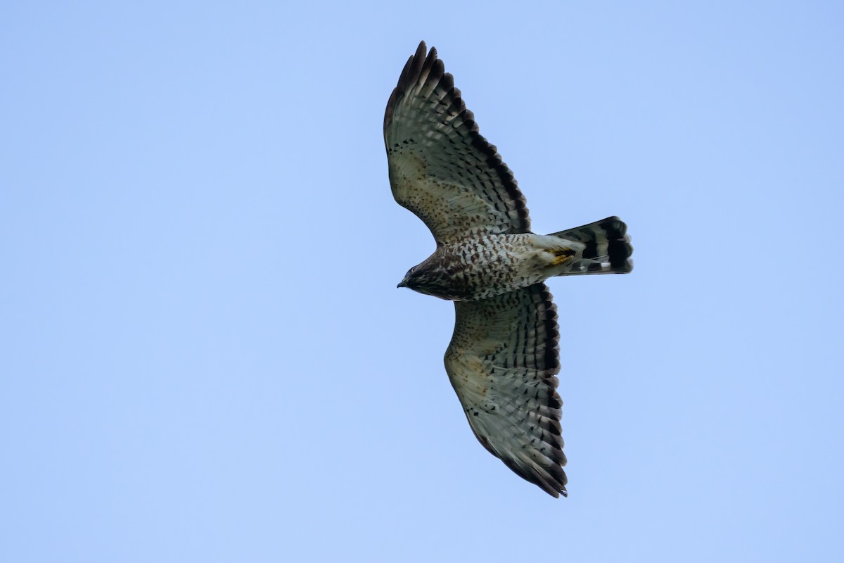 Канюк ширококрилий - ML647304386