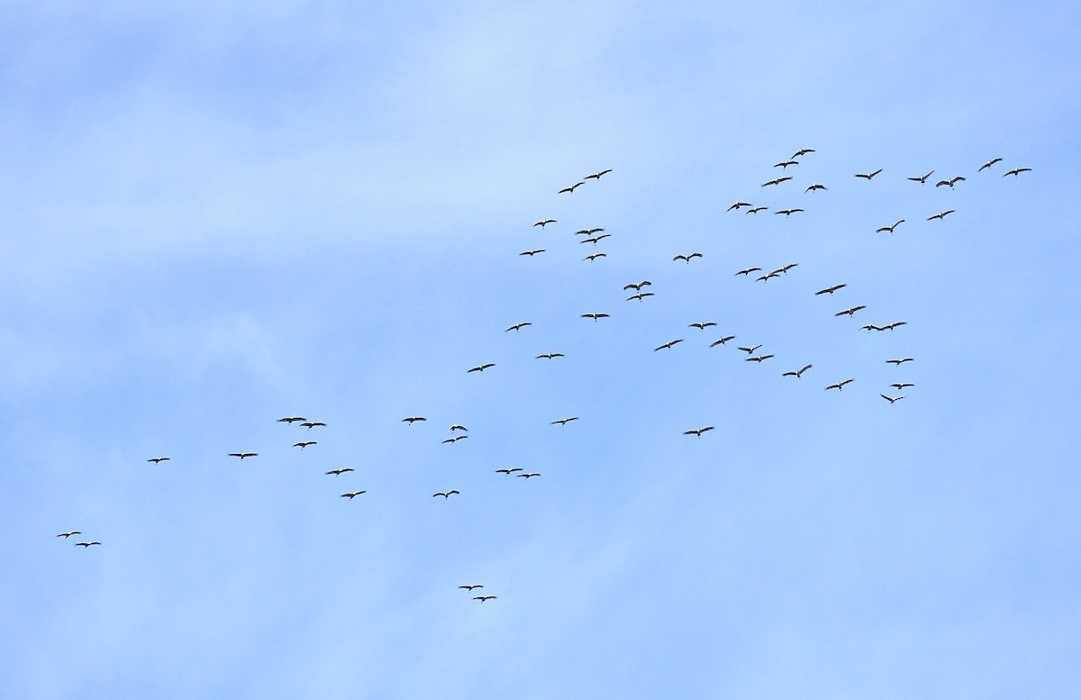 Kanadakranich - ML647304406