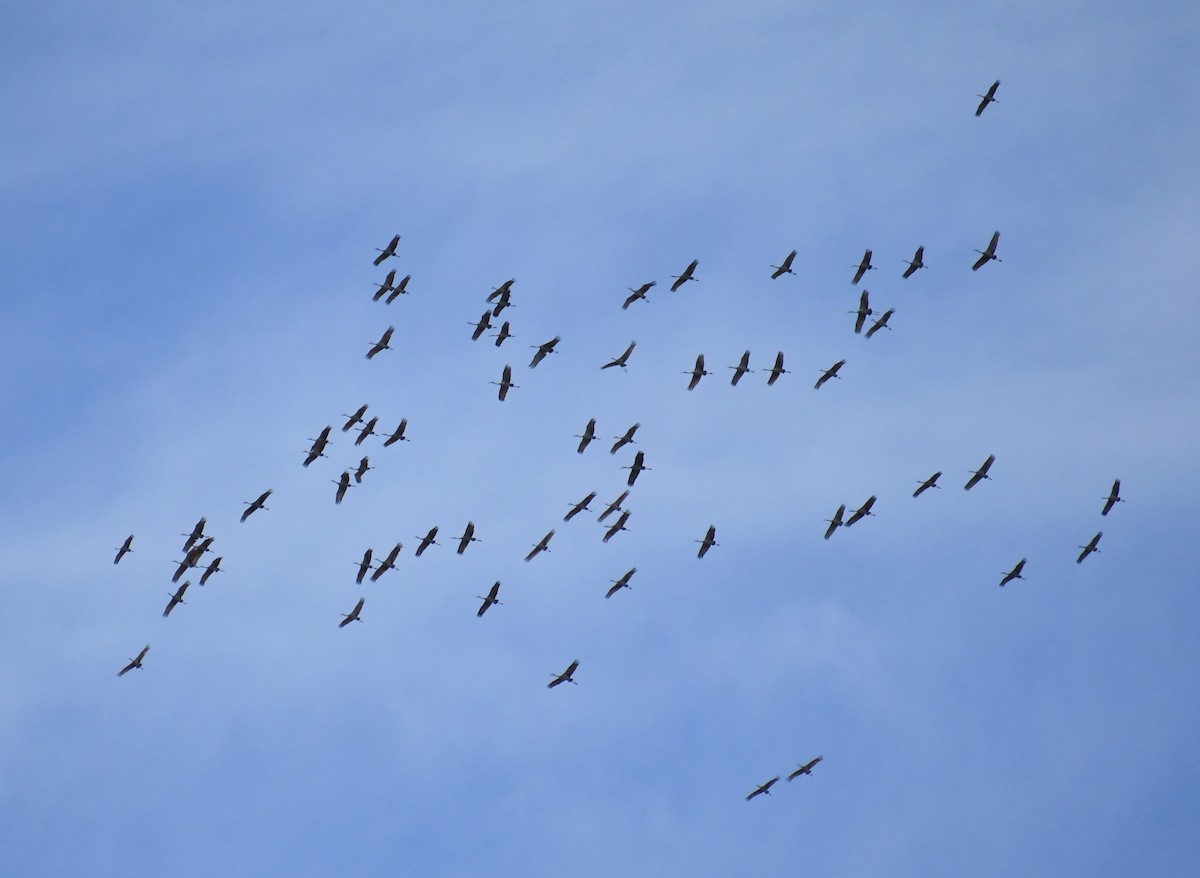 Kanadakranich - ML647304407