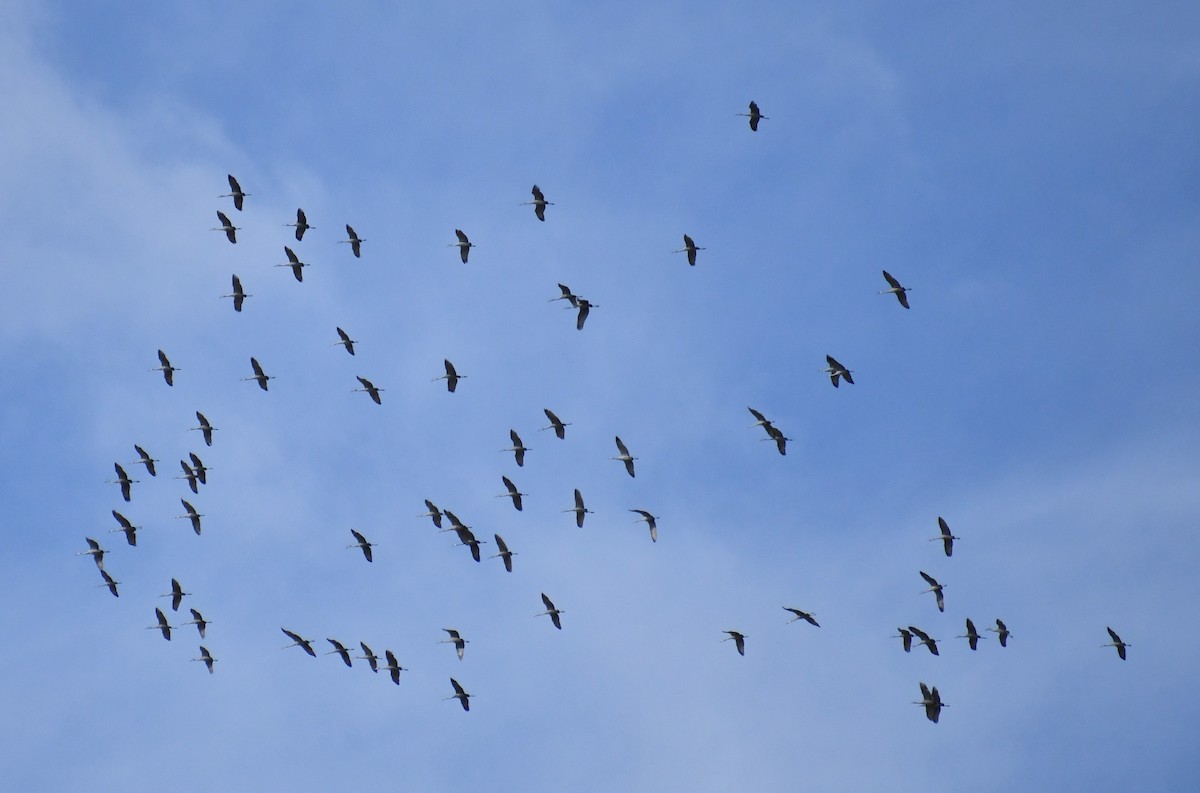 Kanadakranich - ML647304408