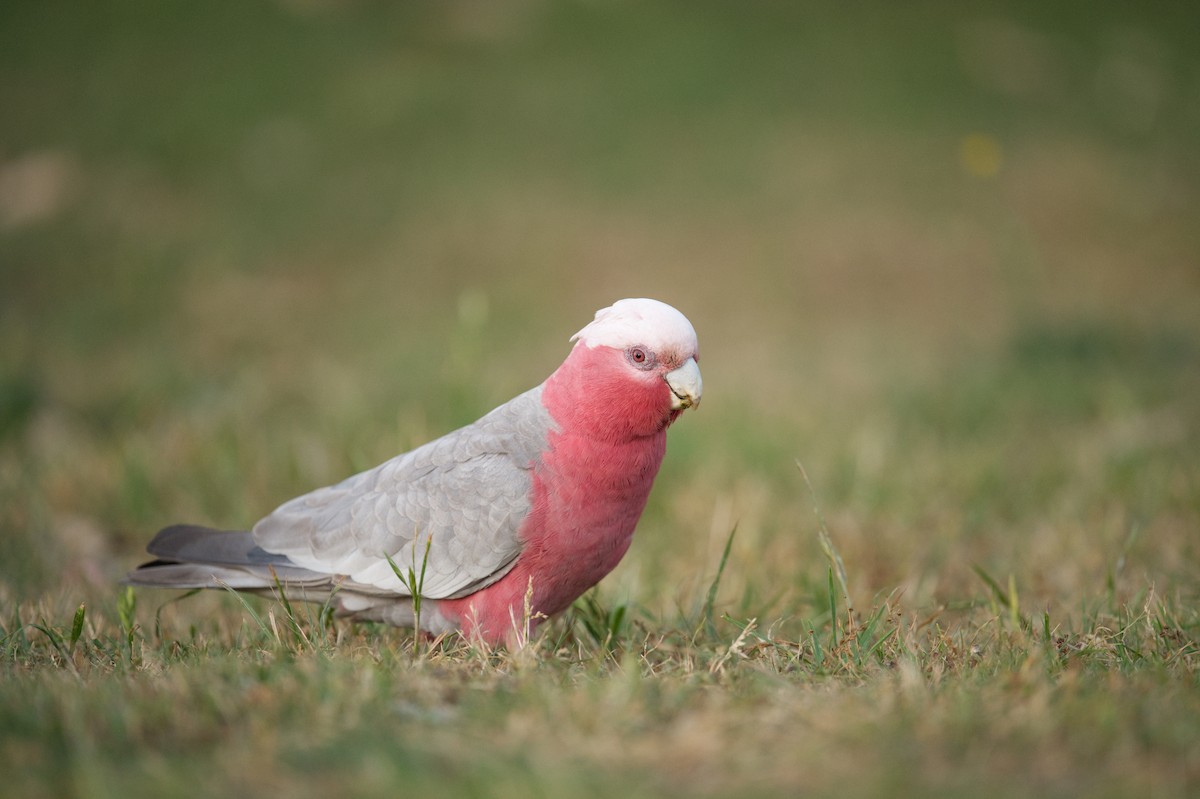 Galah - ML647304414