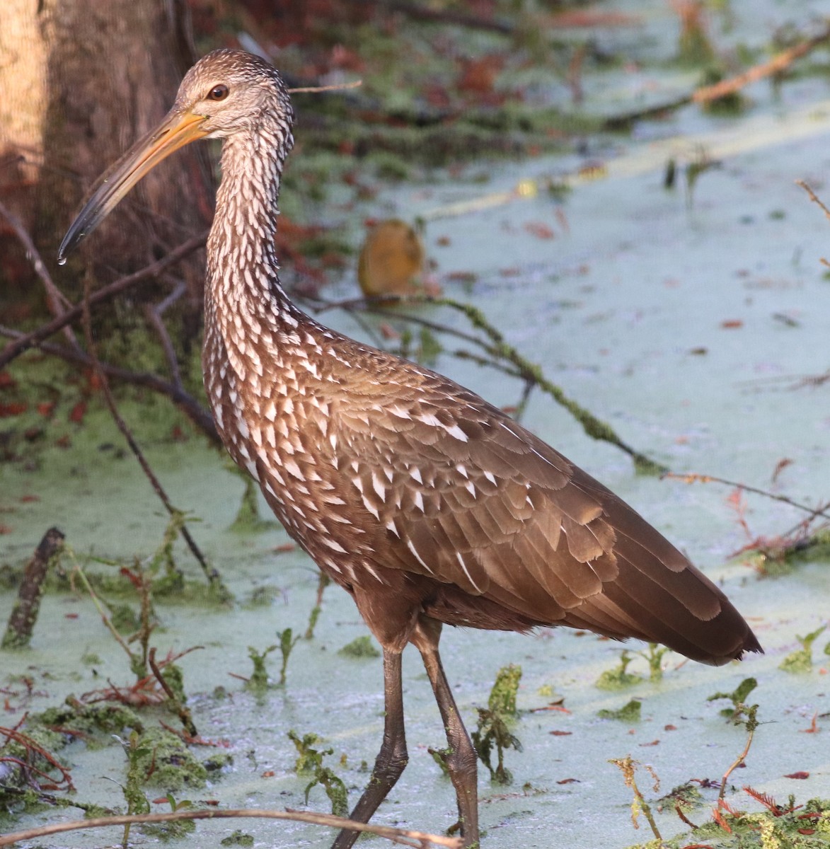 Limpkin - ML647304431