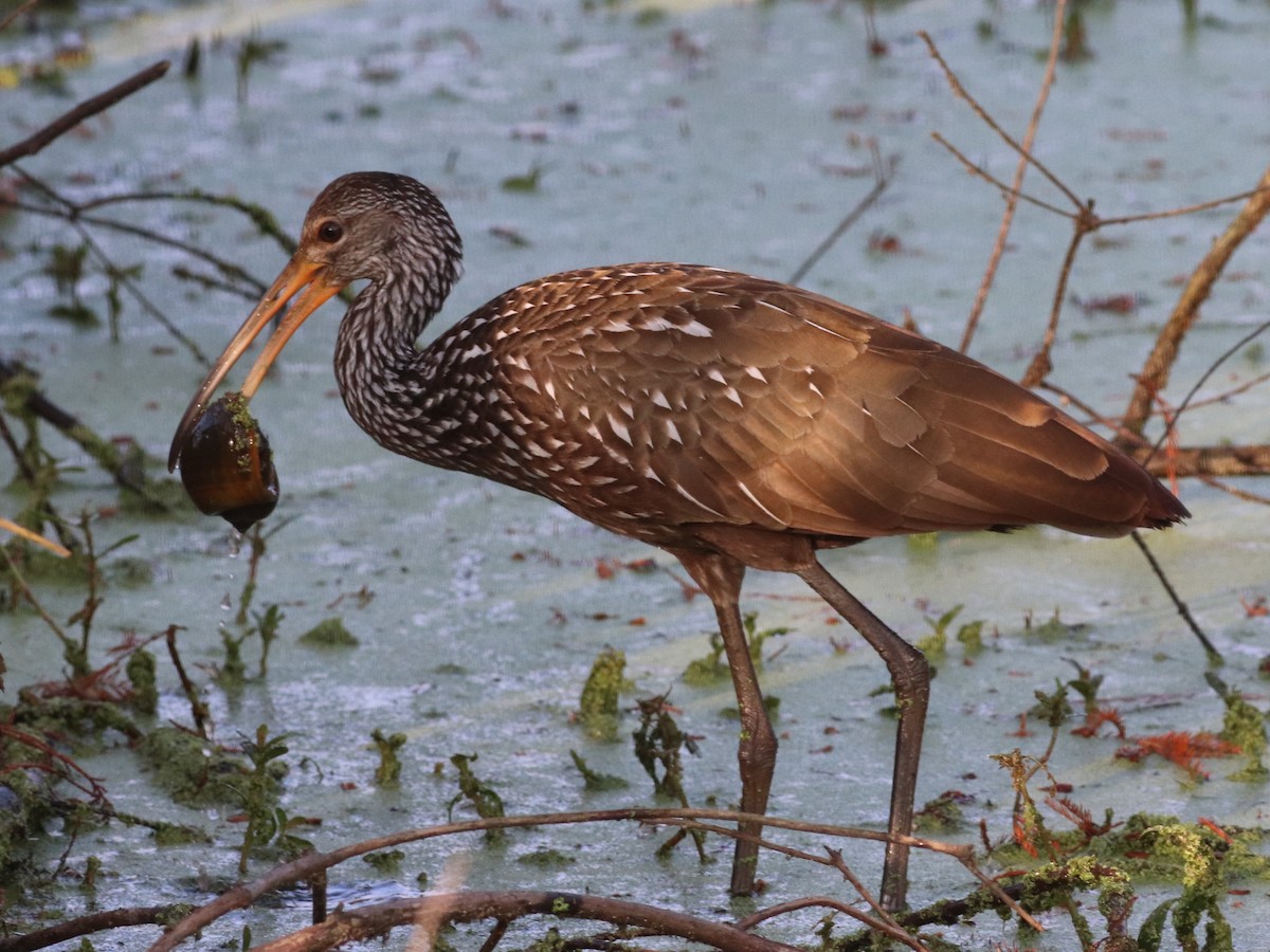 Limpkin - ML647304432