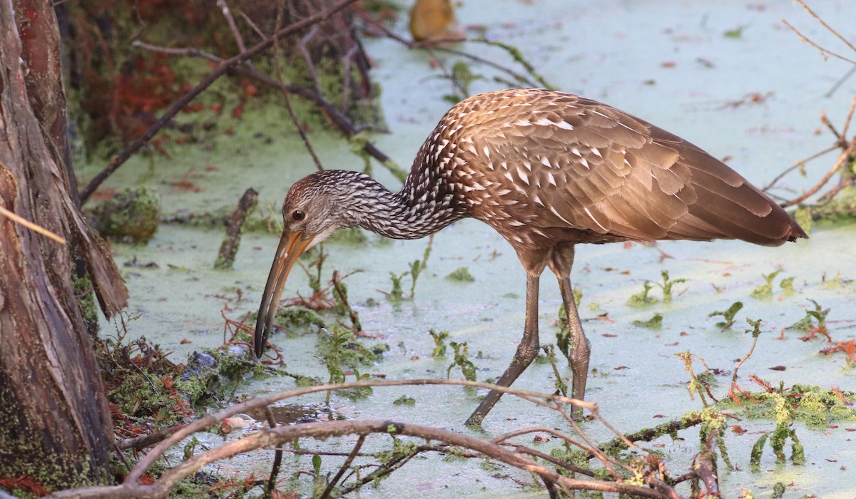 Limpkin - ML647304433