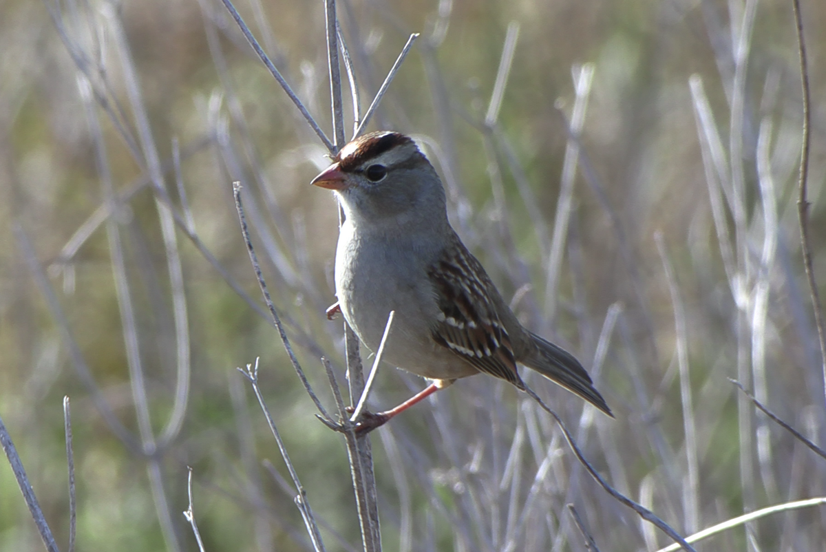 White-crowned Sparrow - ML647304438