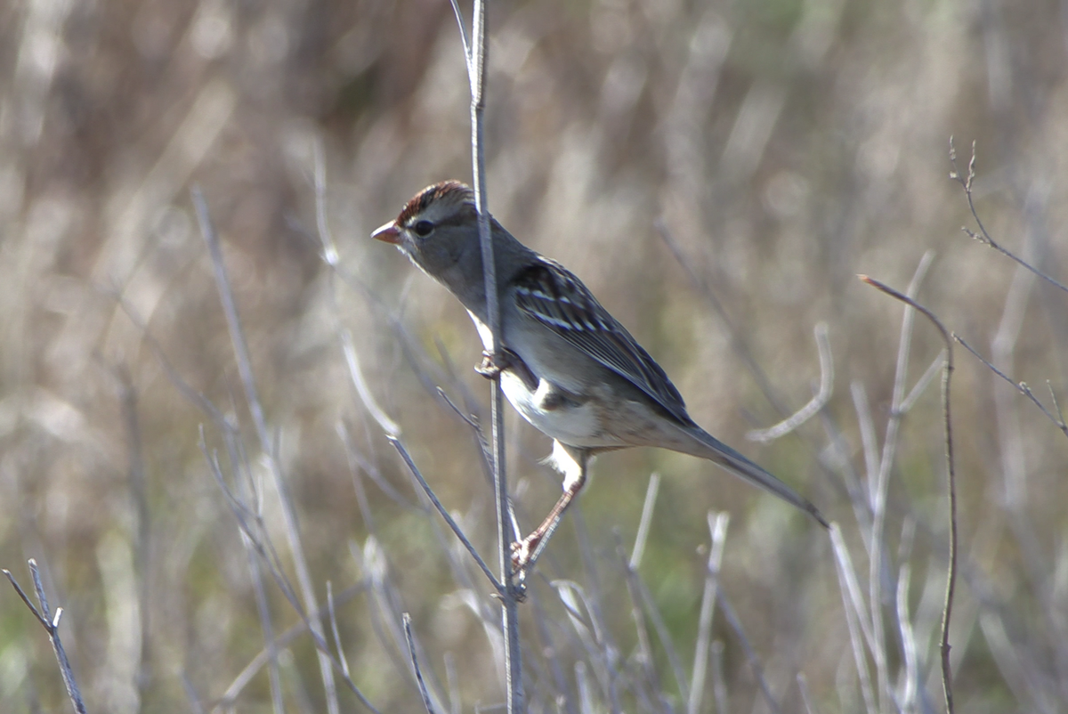 White-crowned Sparrow - ML647304440