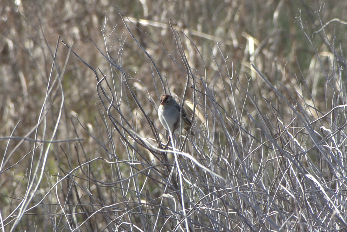 White-crowned Sparrow - ML647304441