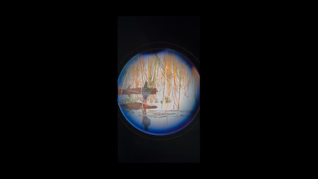 Gray-headed Swamphen - ML647304442