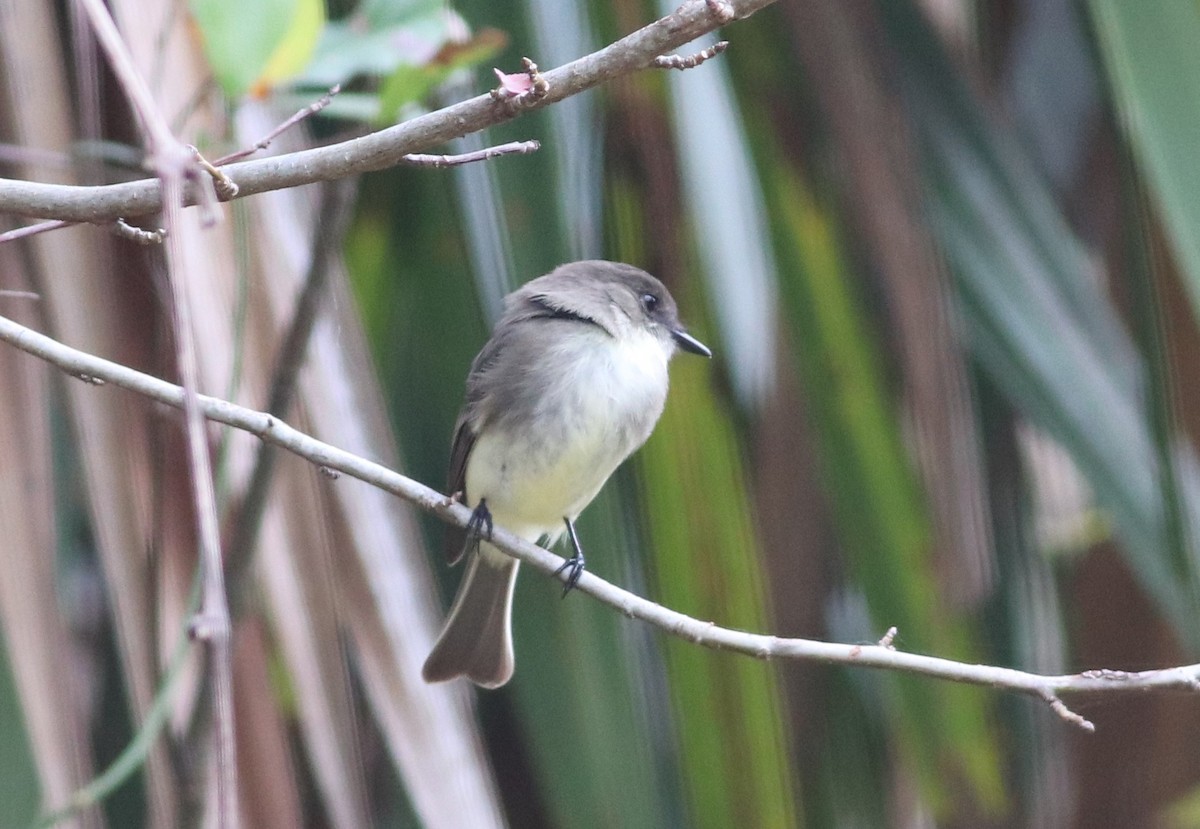 Eastern Phoebe - ML647304449