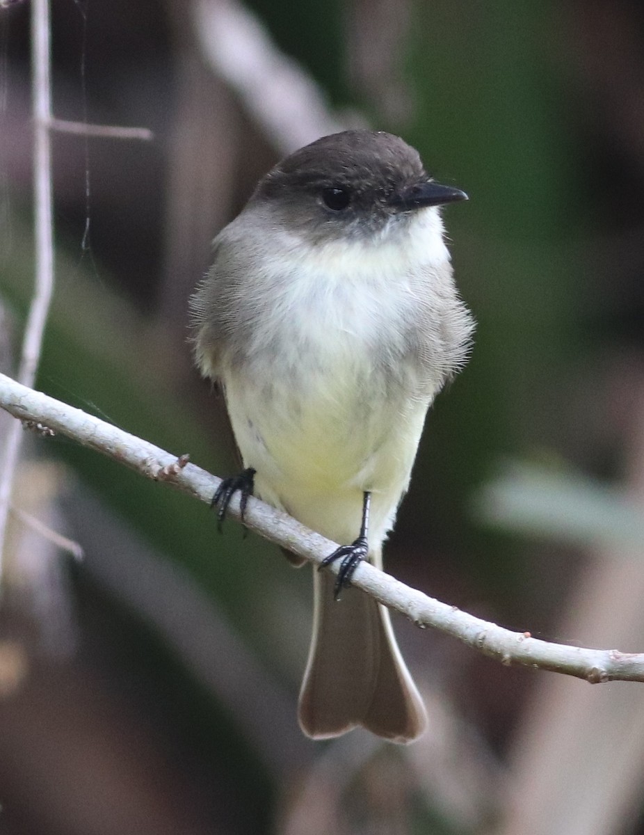 Eastern Phoebe - ML647304451