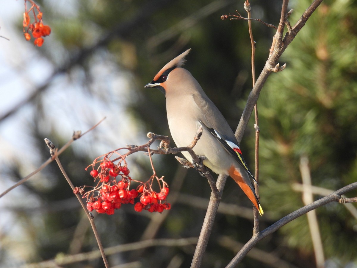 Bohemian Waxwing - ML647304464