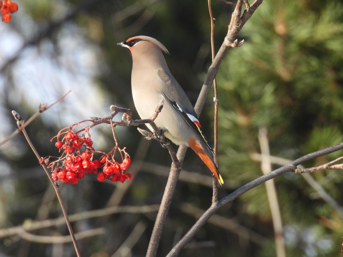 Bohemian Waxwing - ML647304465