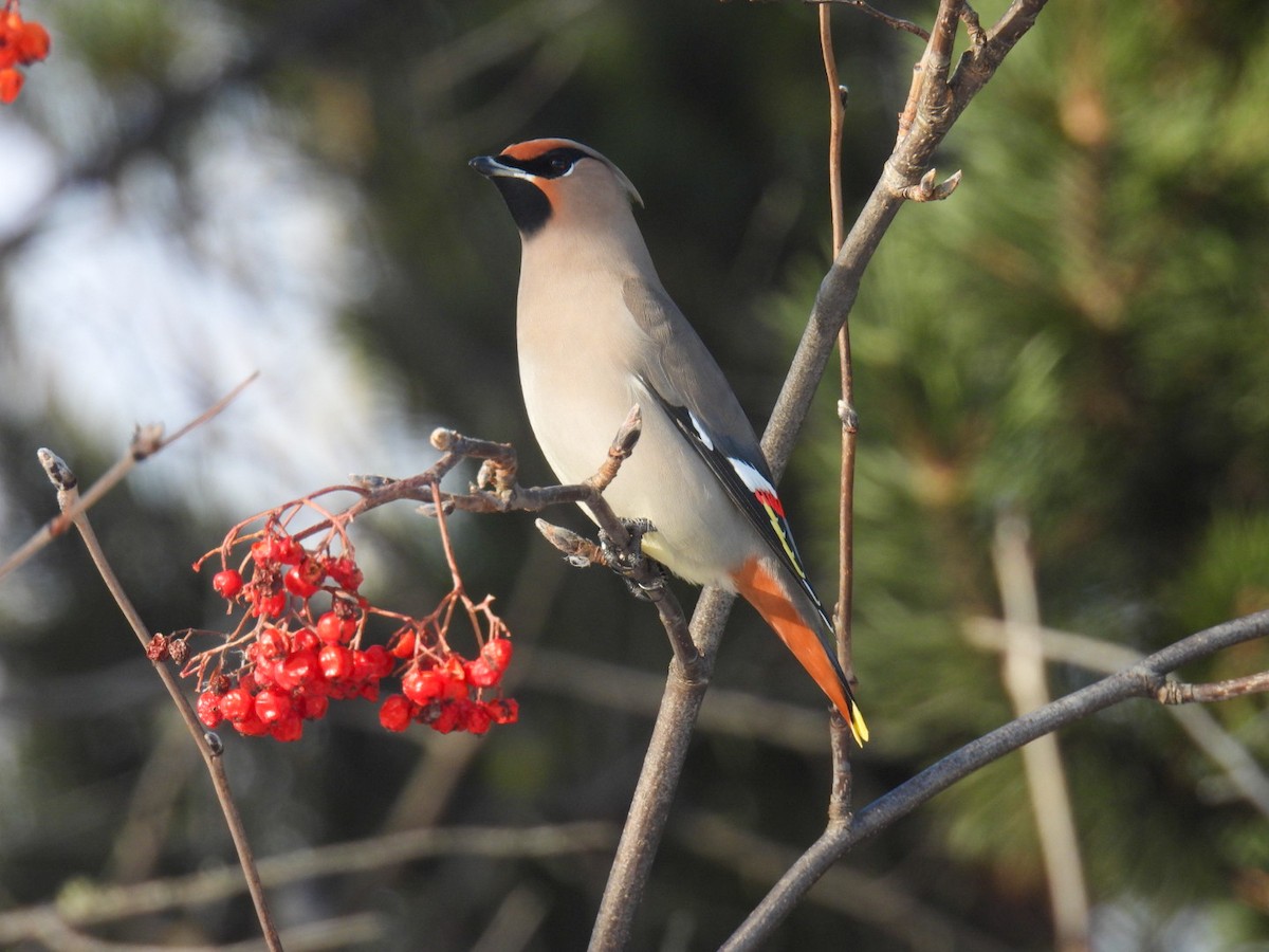 Bohemian Waxwing - ML647304466