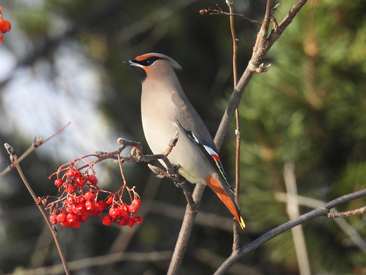 Bohemian Waxwing - ML647304467