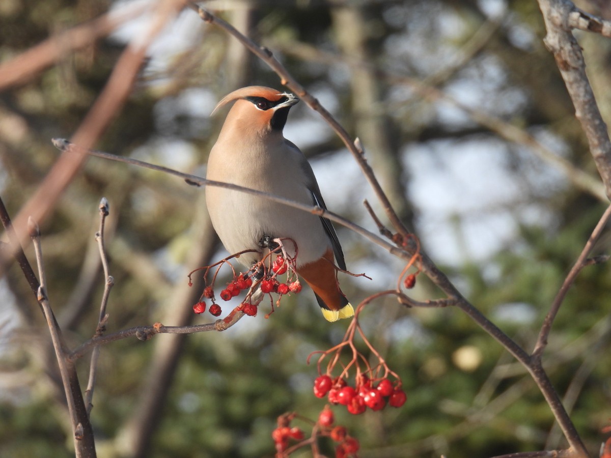 Bohemian Waxwing - ML647304468
