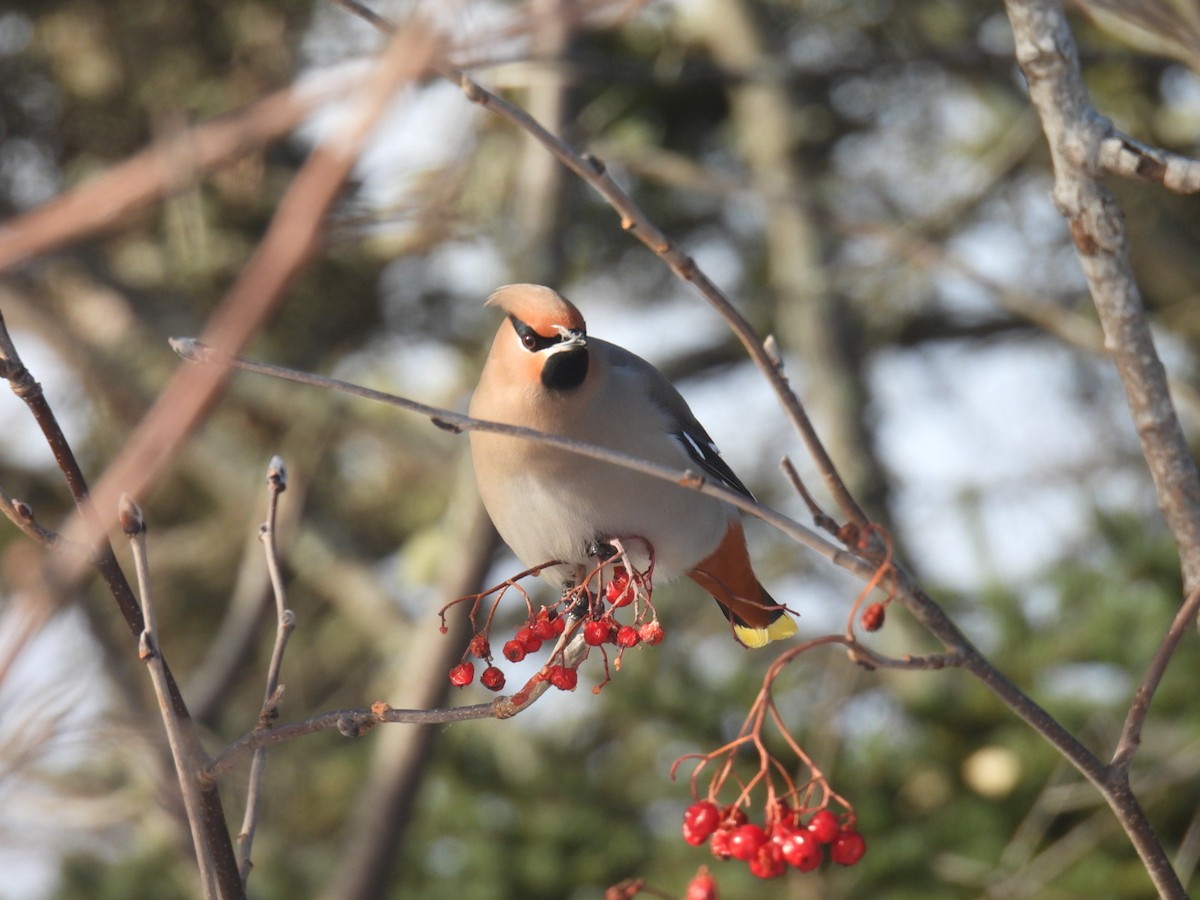 Bohemian Waxwing - ML647304469