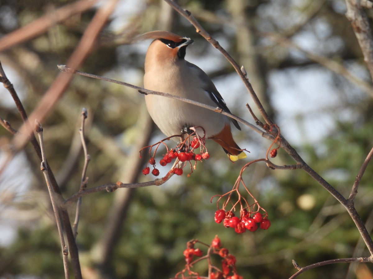 Bohemian Waxwing - ML647304471