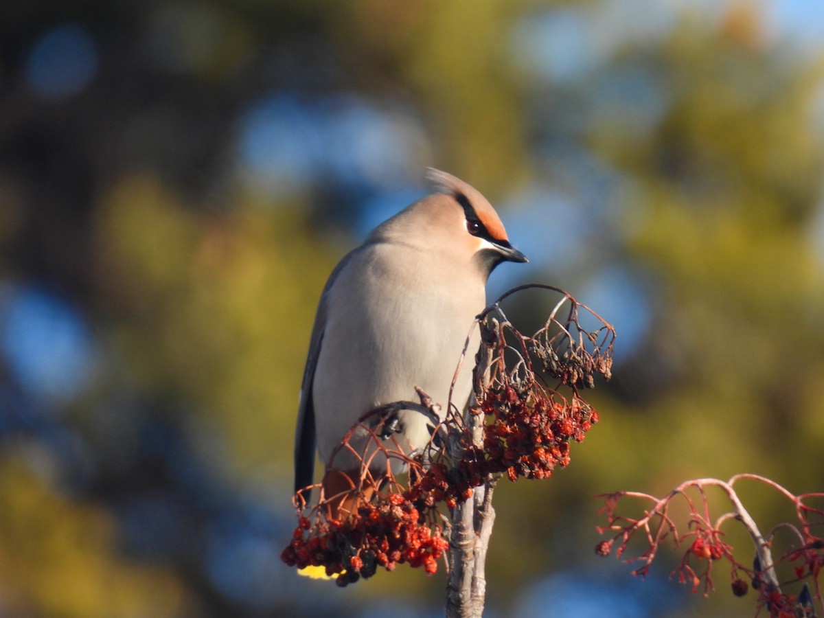 Bohemian Waxwing - ML647304473