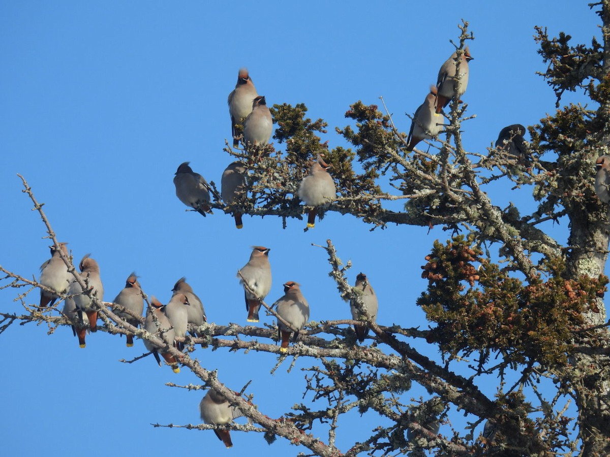 Bohemian Waxwing - ML647304474