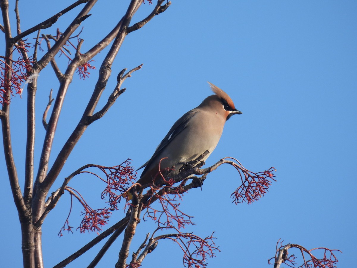 Bohemian Waxwing - ML647304475