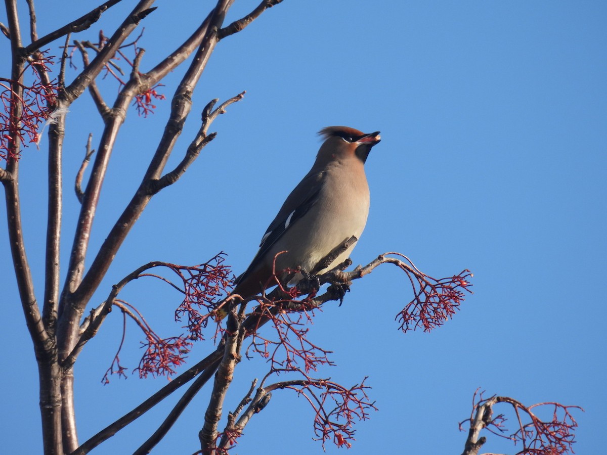 Bohemian Waxwing - ML647304476